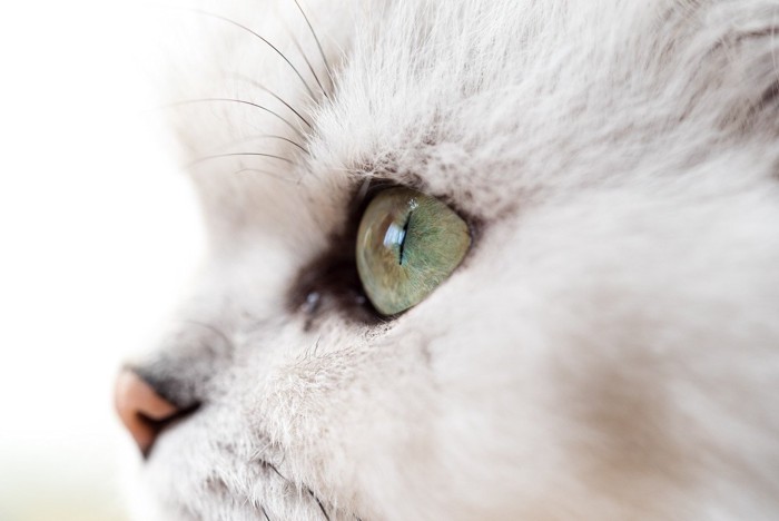 猫の目のアップの画像