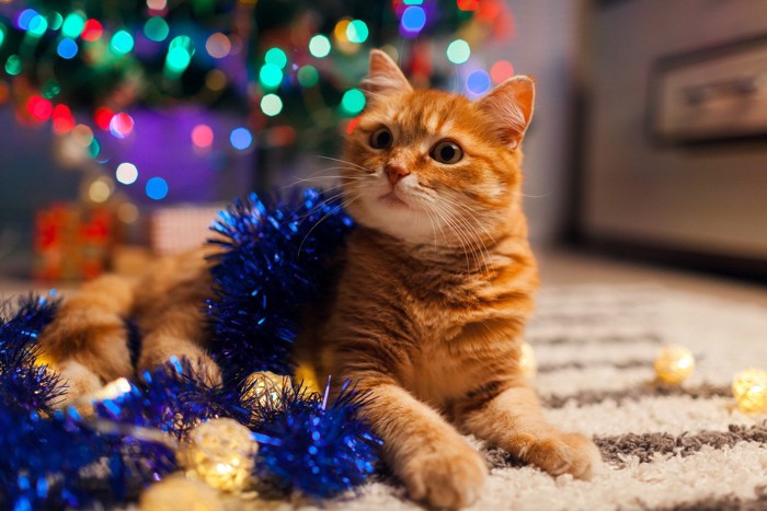 クリスマスツリーの下でくつろぐ猫