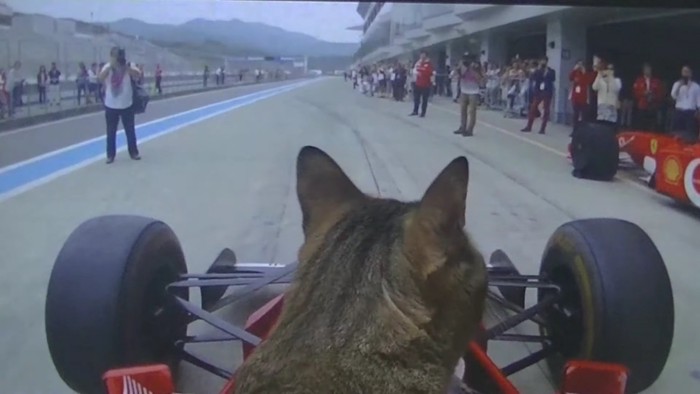 F1に乗って右を向く猫