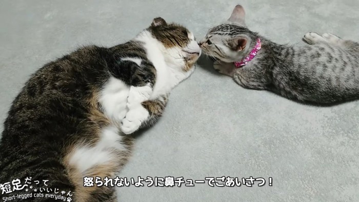 鼻と鼻を合わせる2匹の猫