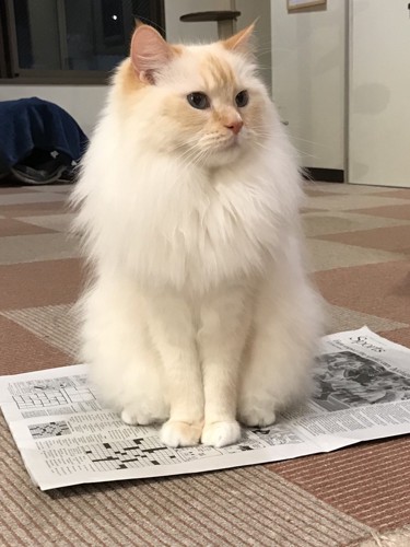 新聞紙の上で他の猫たちの様子を見守る丈二
