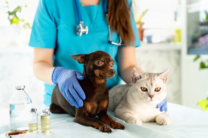 獣医師と一緒にいる猫と犬