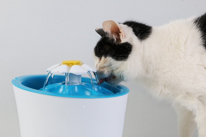 水飲み器から水を飲む猫