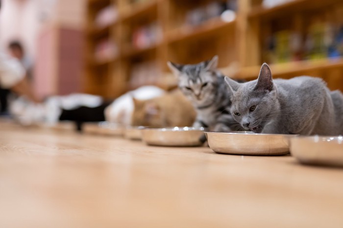 各々お皿で食べる猫たち