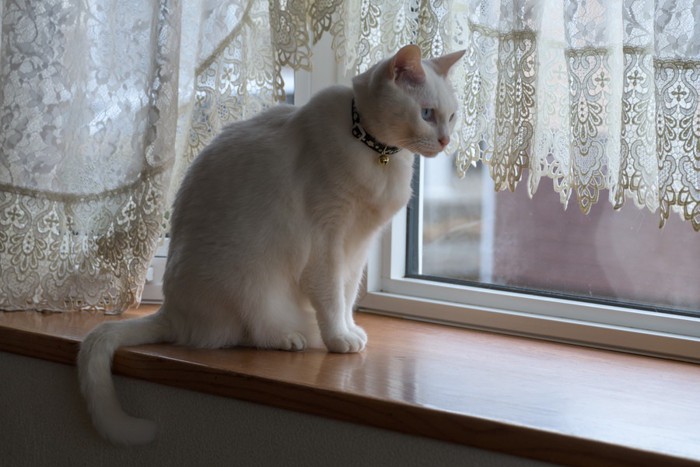猫背で外を眺める白猫