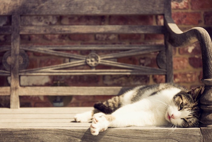 ベンチで横になる猫