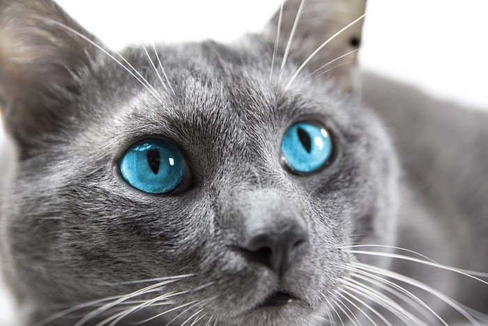 ブルーの瞳を持つ最強に可愛いグレーの猫