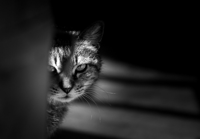 鋭い目の猫