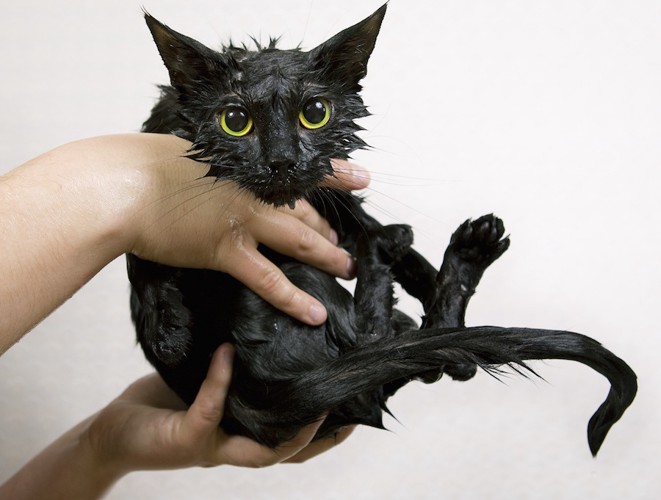 抱き上げられた濡れている黒猫
