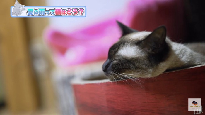 ねむるシャム猫横顔