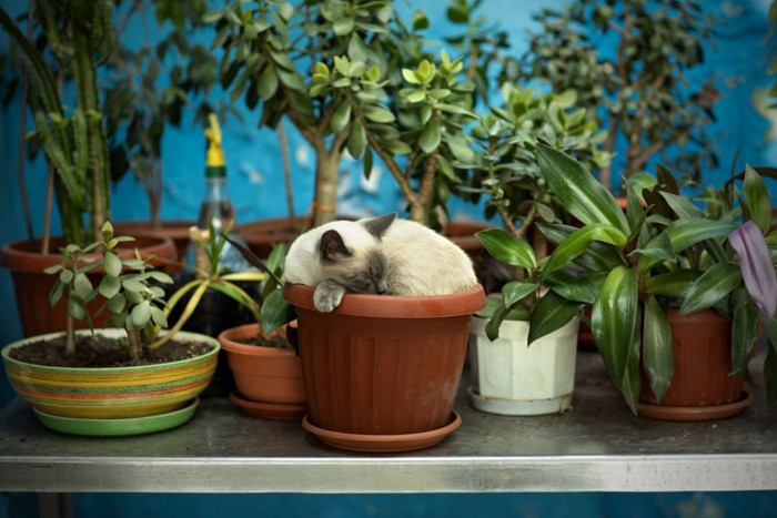 植木鉢の中で眠るシャム猫