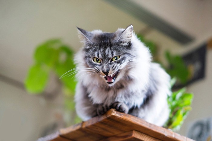 怒ってるように見えるサバトラ猫