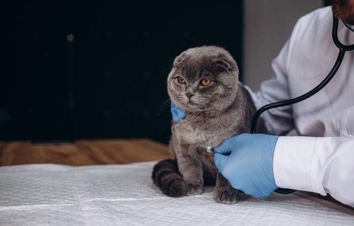 診察中の猫