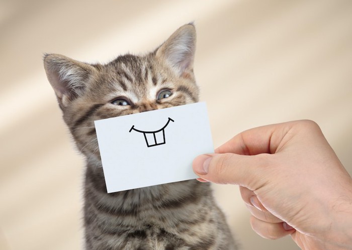 子猫の口元にイラストが描かれた紙を当てる人の手