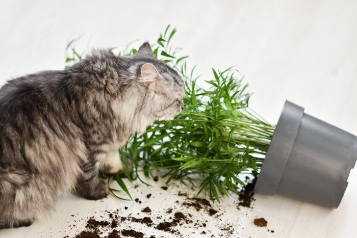 落ちた植木鉢と猫