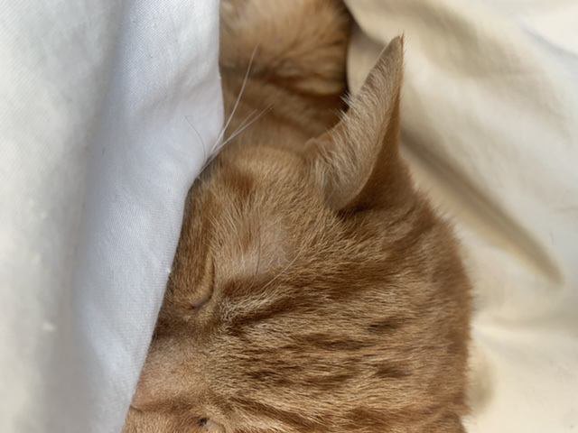 布団の間の猫の寝顔