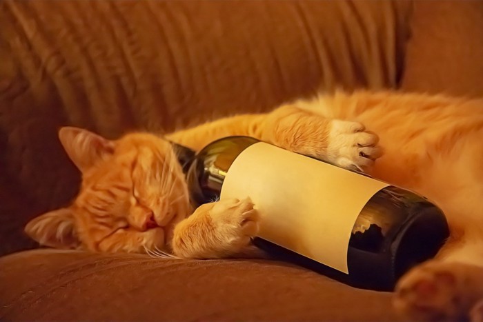 ワインボトルを抱いて眠る茶トラ猫