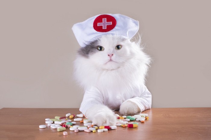 ナースの格好をした猫と様々な薬