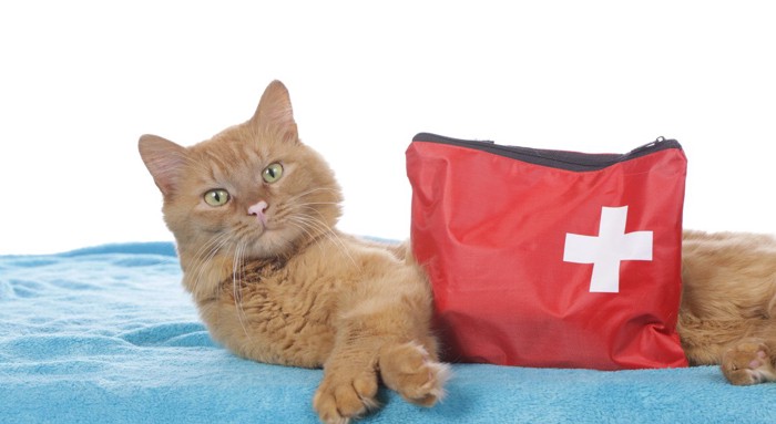 猫と救急セット