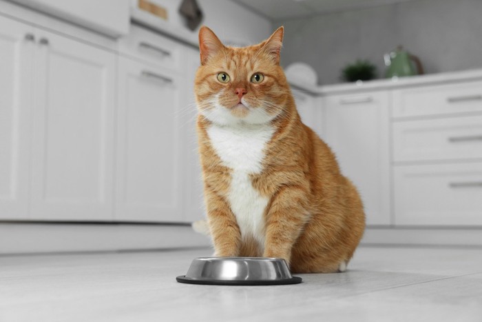お皿の前に座る猫