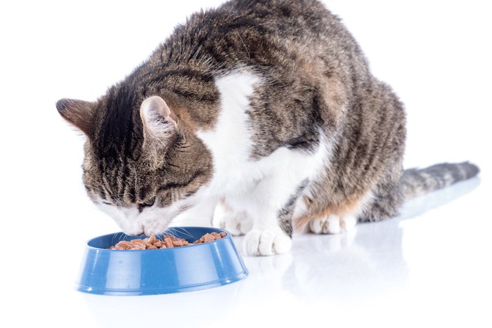 青い器でご飯を食べる猫
