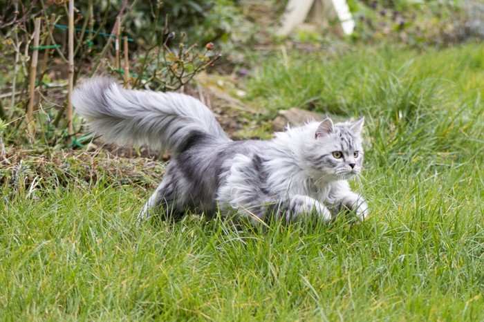 草の中を走る猫