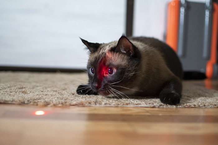 レーザーの赤い光を追いかける猫