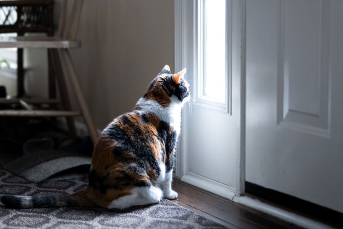 玄関を見つめる猫