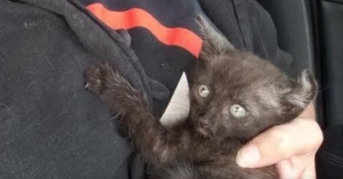 抱っこされる黒い子猫