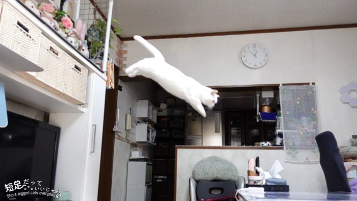 飛び降りる猫