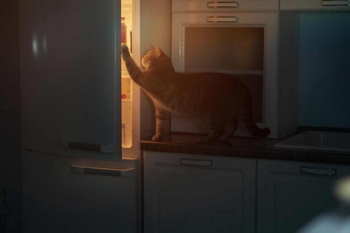 夜にこっそり冷蔵庫を開ける猫