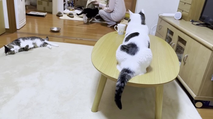 テーブルの上にブチ猫