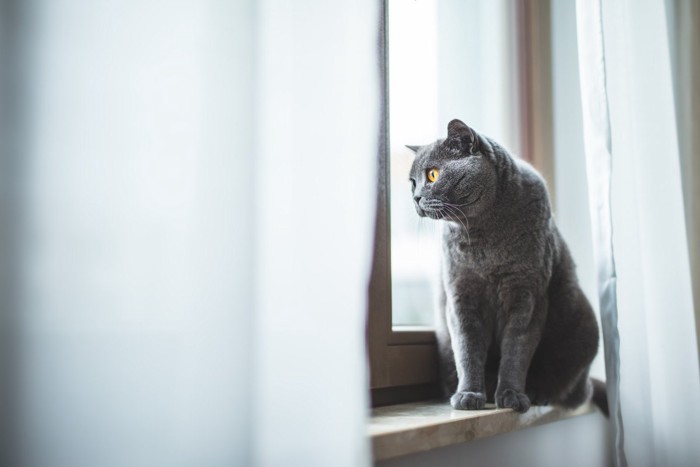 窓の外を見つめる猫
