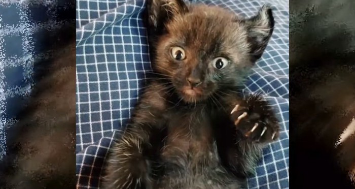 抱っこされる黒い子猫