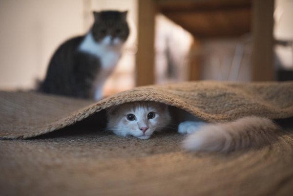 カーペットに潜る猫