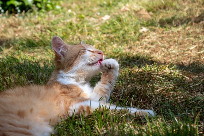 芝生で毛づくろいをする子猫