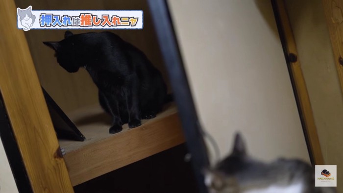 押入れの黒猫を見るキジシロ