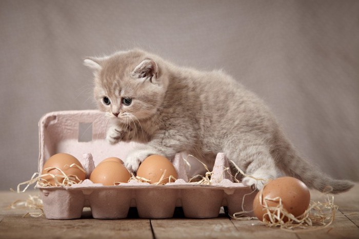 卵のパックの上に乗ろうとしている子猫