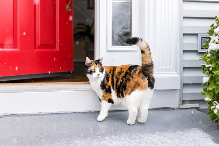 玄関と猫