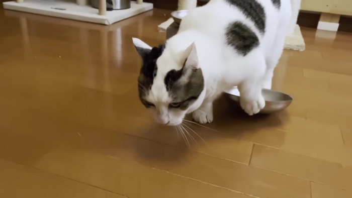 お皿を掘るブチ猫