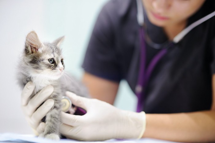 病院で診察を受ける子猫