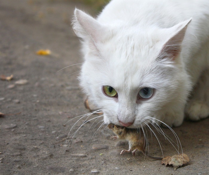 白猫がネズミを咥えている
