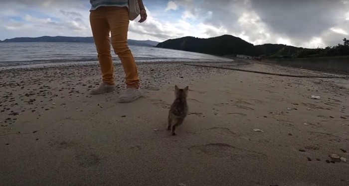 砂浜の子猫