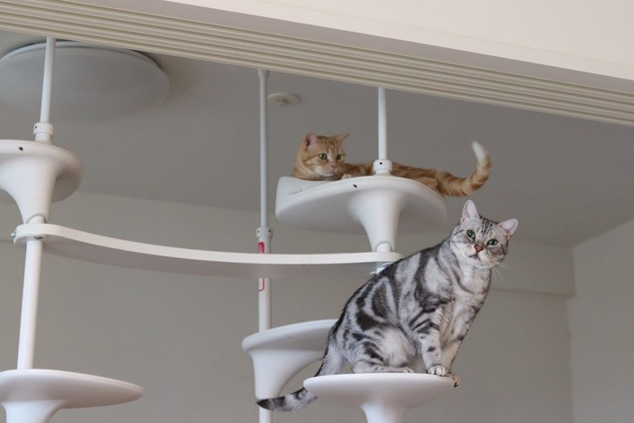 突っ張り型のキャットタワーと猫