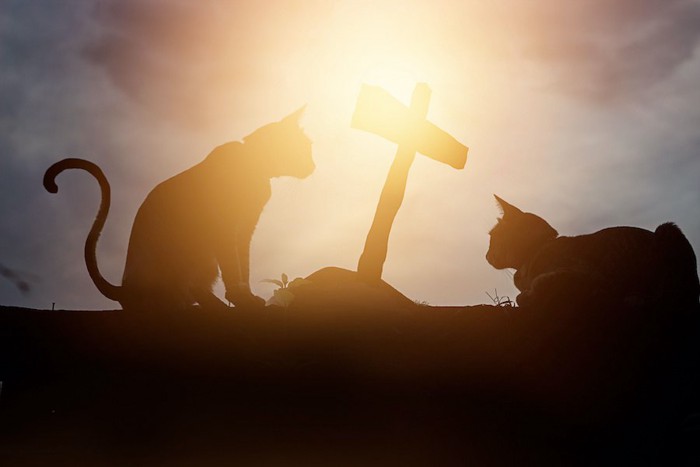 夕陽の中で十字架のそばにいる二匹の猫