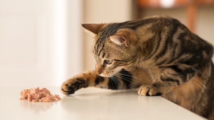 食べ物を触る猫
