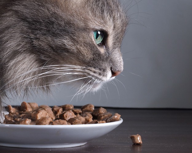 ご飯を食べている猫の横顔