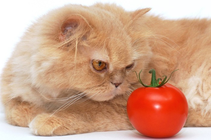 トマトを見る猫