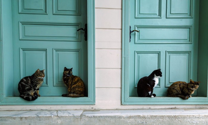 玄関の前に居る4匹の猫