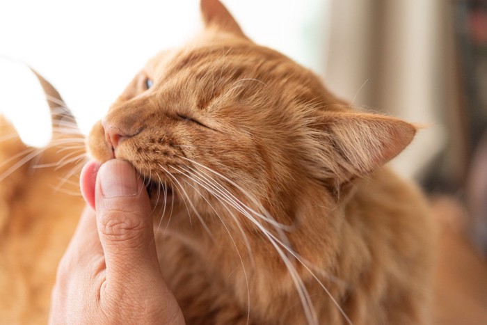 飼い主さんの手を舐める猫